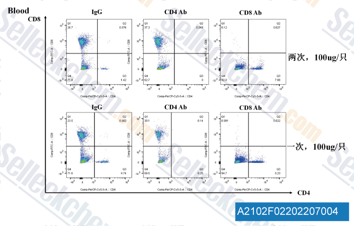 Verified customer review of Anti-mouse CD8α-InVivo